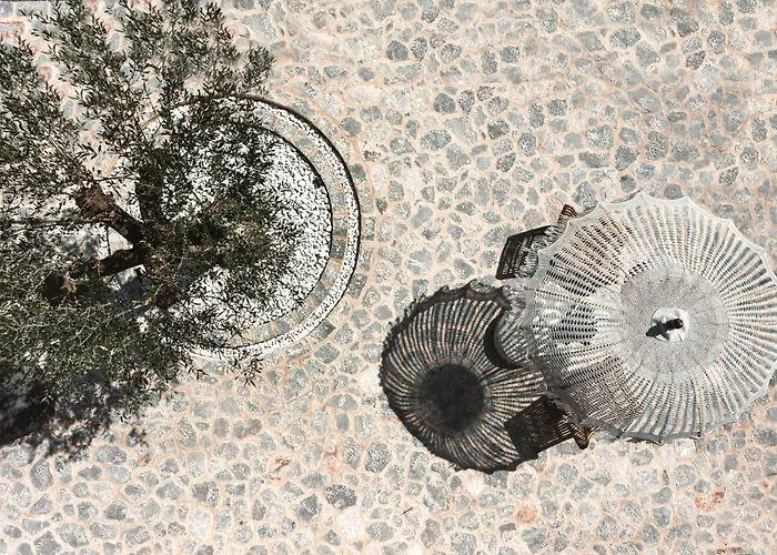 The Olive Yard