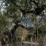The Olive Yard 4* 伊西翁