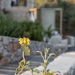 The Olive Yard 아파트호텔 4*